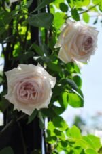 MILADY DE WINTER - Image 3