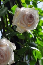 MILADY DE WINTER - Image 2