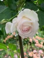 MILADY DE WINTER - Image 5