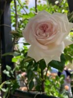 MILADY DE WINTER - Image 4