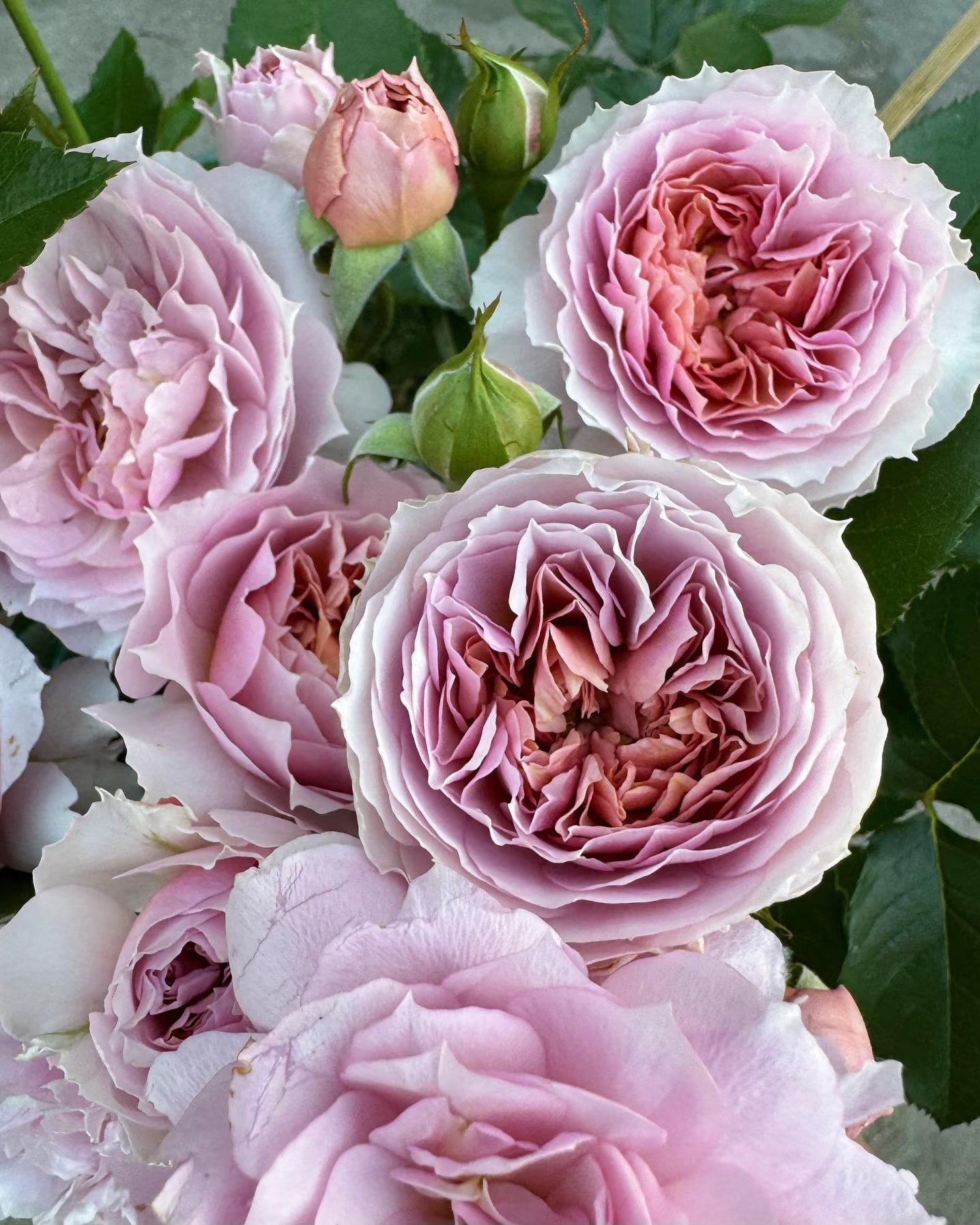 2026/01/1000037164.jpg SHERWOOD - Image 1