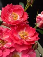 PEPPERMINT ROSE - Image 2