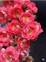 PEPPERMINT ROSE - Image 4