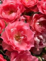 PEPPERMINT ROSE - Image 3