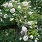 COLONIAL WHITE - Image 3