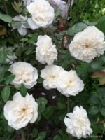 COLONIAL WHITE - Image 2