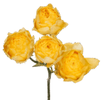 SPAEKLING SENSATION - Image 2