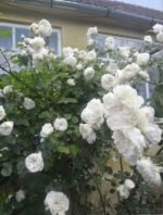 COLONIAL WHITE - Image 5