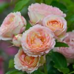 PECHE BONBONS - Image 2