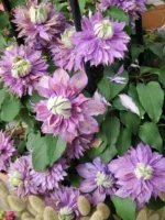 MAGIC FOUNTAIN - Image 7