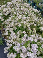 WATER FAIRY - Image 4