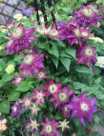 SHISHIMARU - Image 9