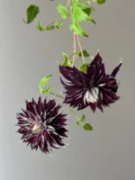 SHISHIMARU - Image 10