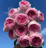 YUHUANMING - Image 2