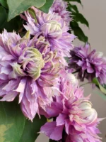 MAGIC FOUNTAIN - Image 4