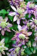 MAGIC FOUNTAIN - Image 5