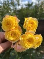 SPAEKLING SENSATION - Image 4