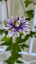 WATER FAIRY - Image 5