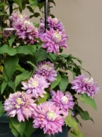 MAGIC FOUNTAIN - Image 6