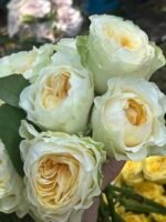 SHADES OF WHITE - Image 4