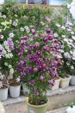 SHISHIMARU - Image 8