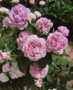 REBIRTH - REPATRIL - Image 7