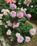 REBIRTH - REPATRIL - Image 8