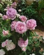 REBIRTH - REPATRIL - Image 9