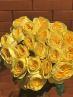 VIP NEW YELLOW - Image 2