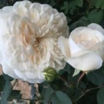 COLONIAL WHITE - Image 6