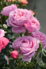 BELLE FAIRY - Image 4