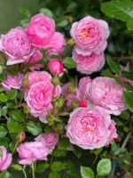 BELLE FAIRY - Image 3