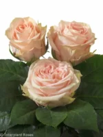 SWEET SURRENDER - Image 3