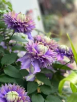 MAGIC FOUNTAIN - Image 8