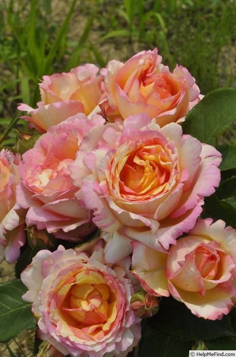 9e4df55ddc3caad26897b4273dff41fe PECHE BONBONS - Image 1