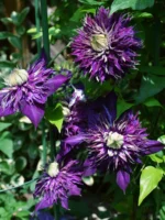 SHISHIMARU - Image 7