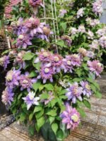 MAGIC FOUNTAIN - Image 2