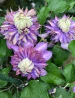 MAGIC FOUNTAIN - Image 3