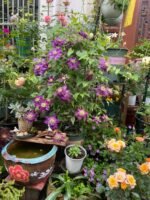 SHISHIMARU - Image 5