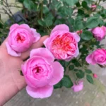 BELLE FAIRY - Image 2