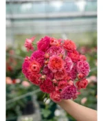 CINNABAR BOWL - Image 6