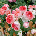 SWEET ECHO - Image 4