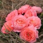 SWEET ECHO - Image 3