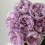 REBIRTH - REPATRIL - Image 3