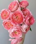 SWEET ECHO - Image 2