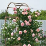 PECHE BONBONS - Image 3