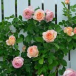 PECHE BONBONS - Image 4