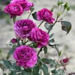 PLUM PERFECT - Image 7