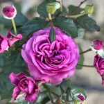 PLUM PERFECT - Image 5