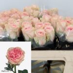 SWEET SURRENDER - Image 2